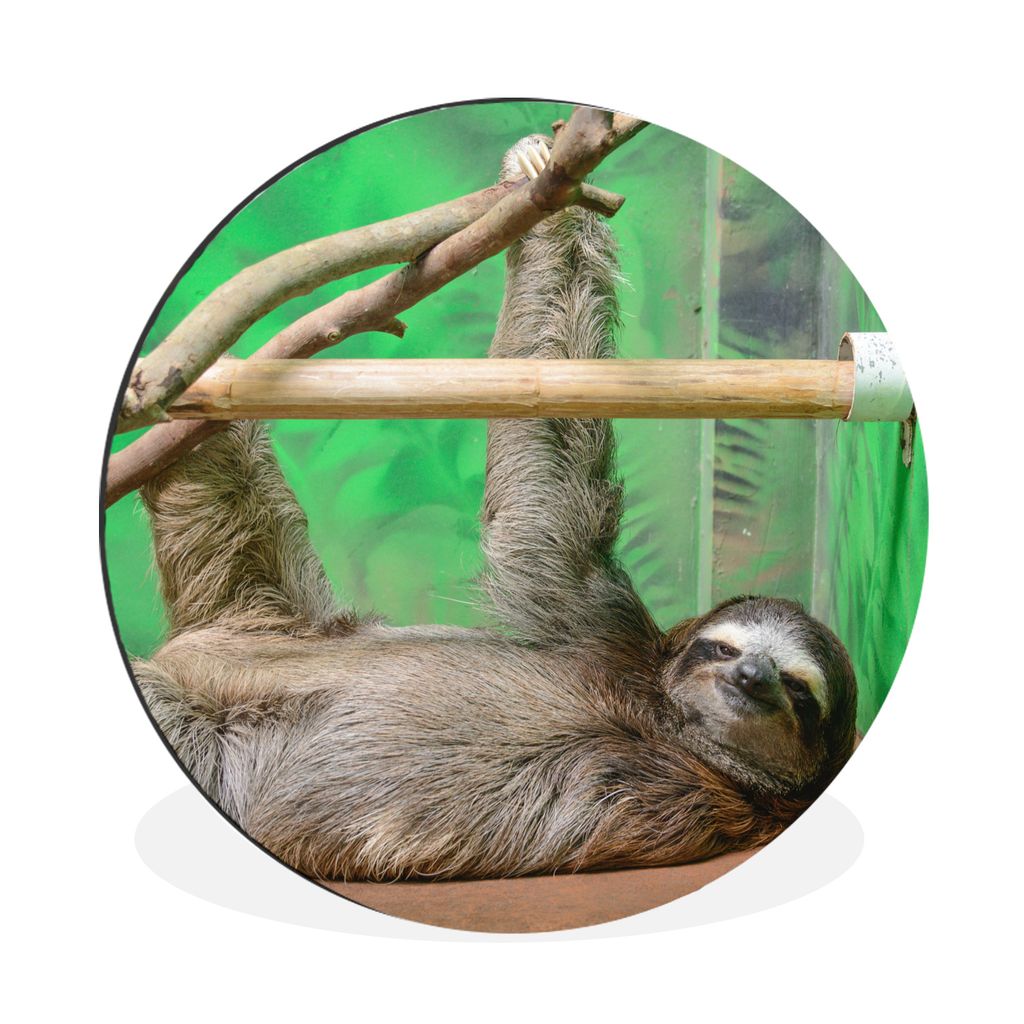 MuchoWow Aluminium Wandkreis Ein Faultier, das auf einem Tisch im Zoo liegt Ø 60 cm Wanddeko Modern Wohnzimmer - Wand Kreis - Wandbild - Schlafz...