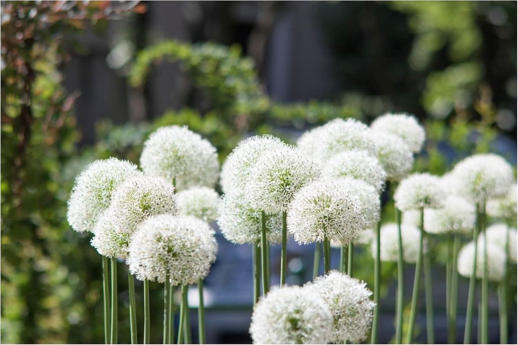 Stauden Gänge 1 x Allium 'Mount Everest' im 1 Liter Topf - Riesen Zierlauch - Strahlend weiße Blütenkugeln in majestätischer Höhe - Bienenfreu...