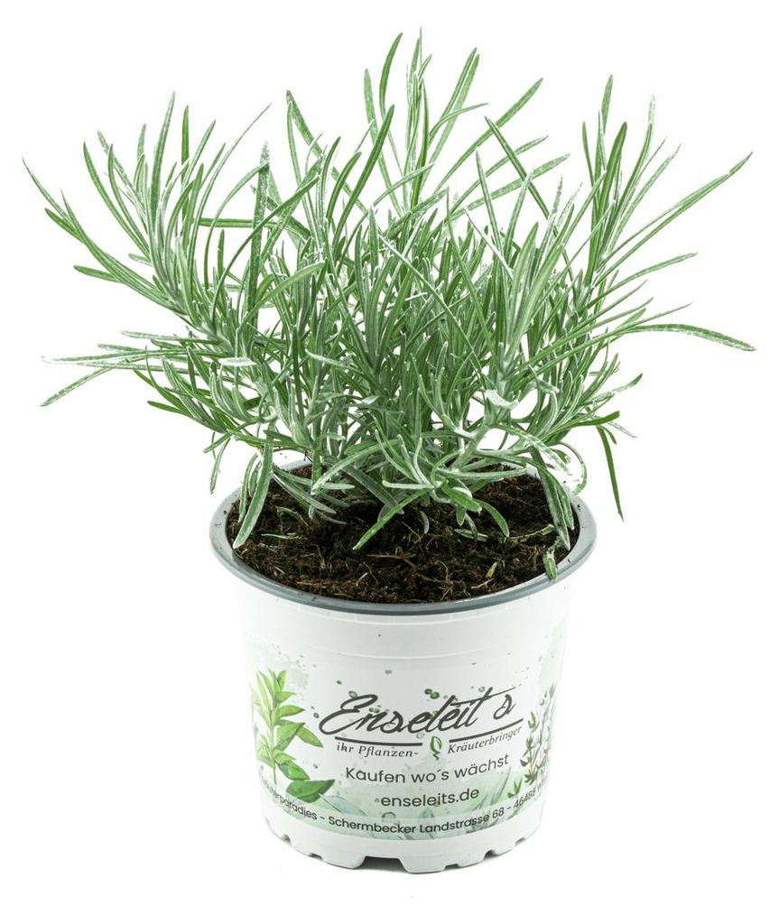 Enseleits Currykraut Pflanze, Helichrysum angustifolia Produktbild 