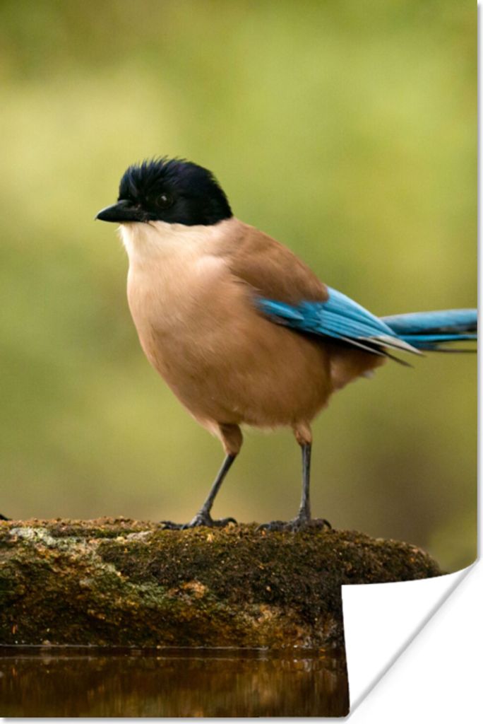 MuchoWow Poster Elster - Vogel - Moos 60x90 cm - Wanddekoration