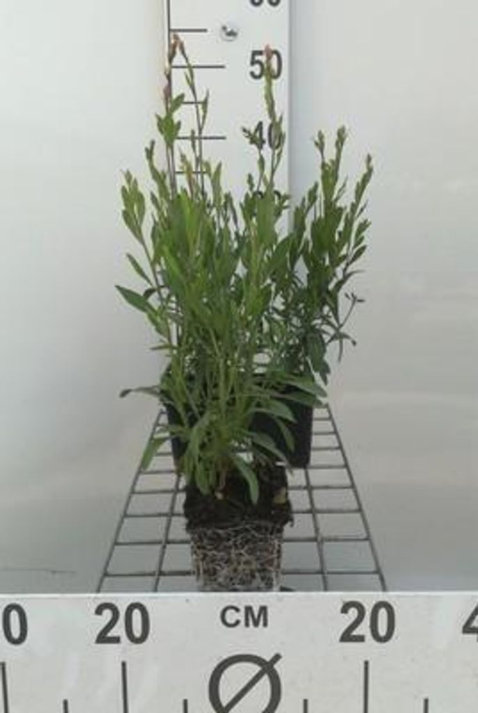 6 x Gaura lindh. 'Whirling Butterflies'( oenothera li - Obrázek produktu 