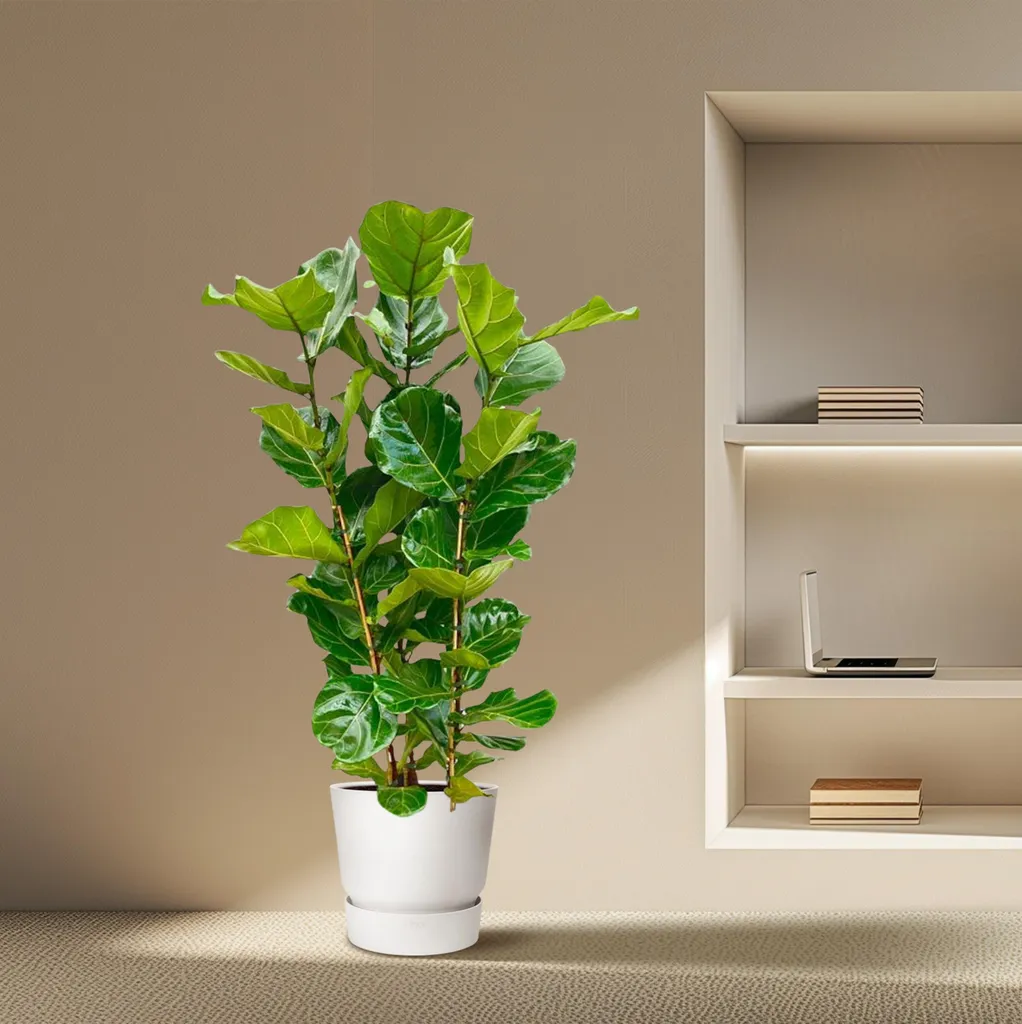 Ficus lyrata Figuier violoniste 155cm - Plante robuste et décorative
