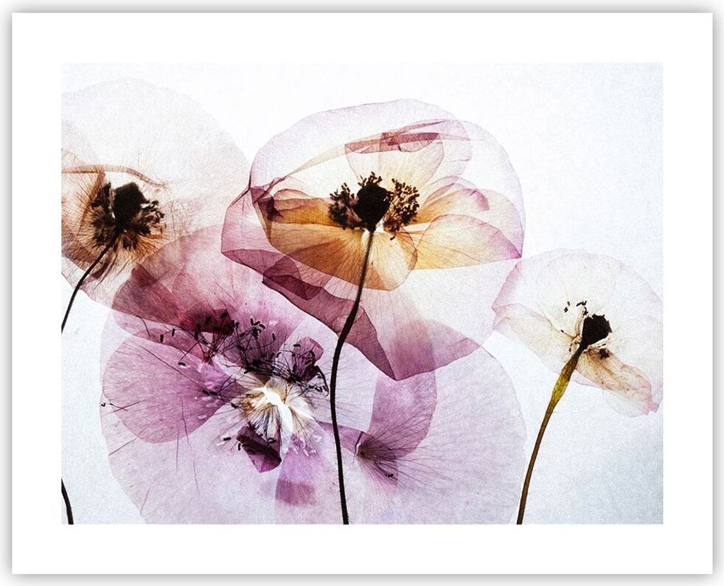 Poster - Poster ohne Rahmen - blume sommer natur - 50x40 cm - Wand Bild - Wanddeko - Wandbilder - Kunstposter - Wandposter - Bilder - Kunstdruck - ...