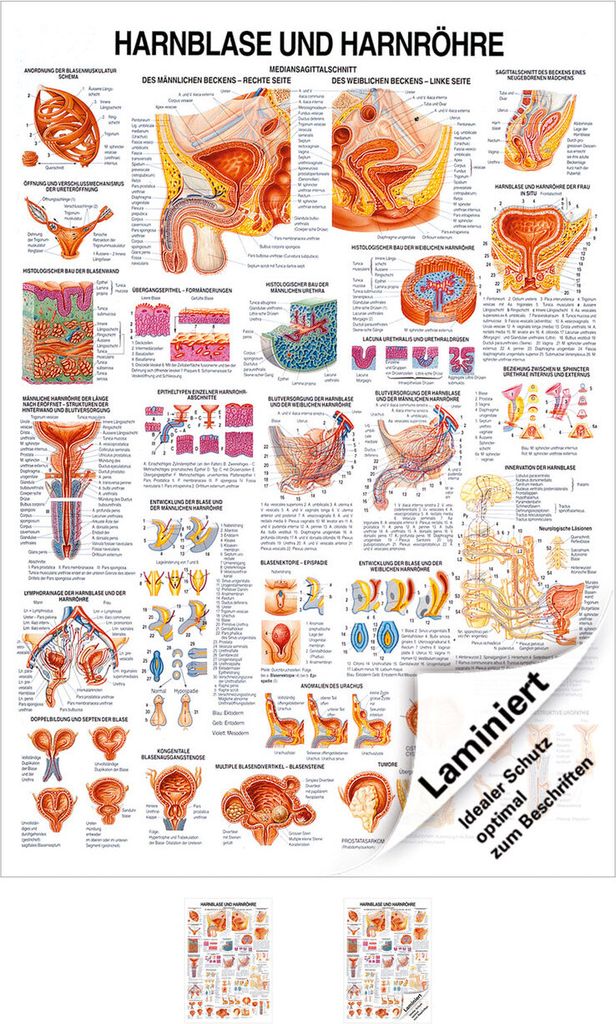 Hanrblase und Harnröhre Lehrtafel Anatomie 100x70 cm medizinische Lehrmittel