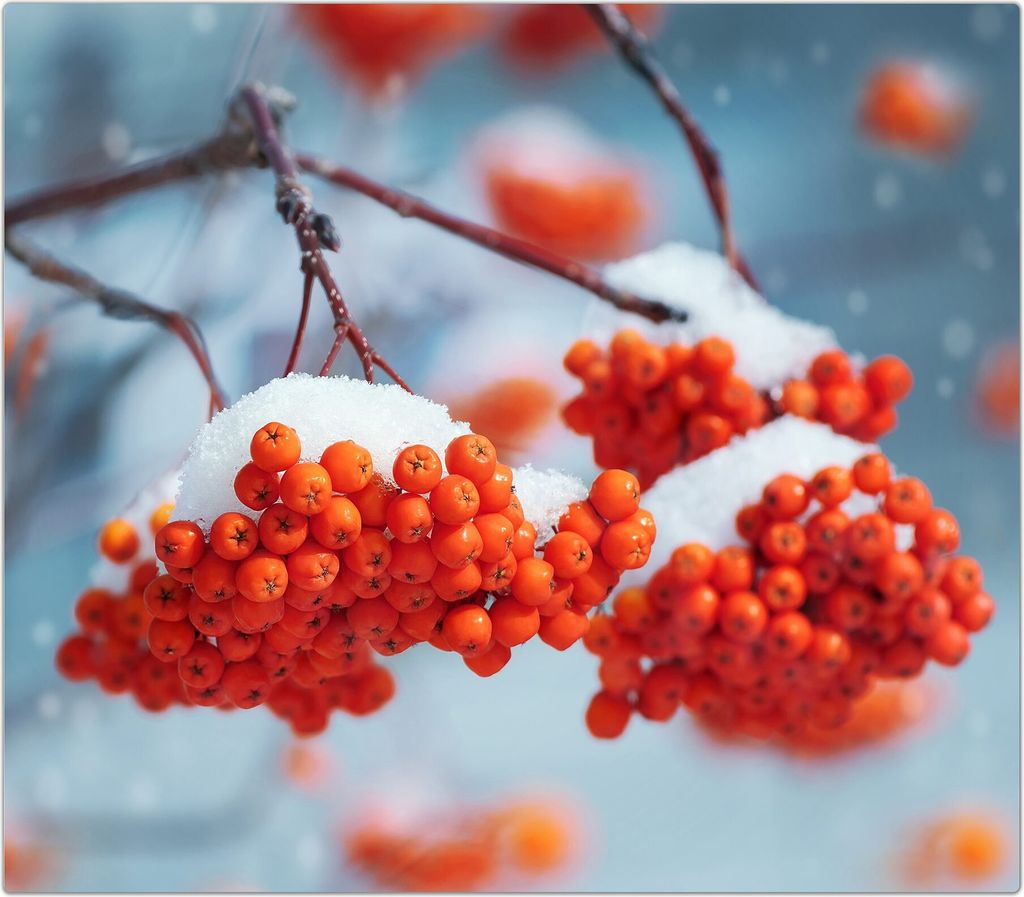 Spritzschutz Herdabdeckplatte Schneidebrett aus Glas Zweig im Schnee 1-Teilig (60x52cm)