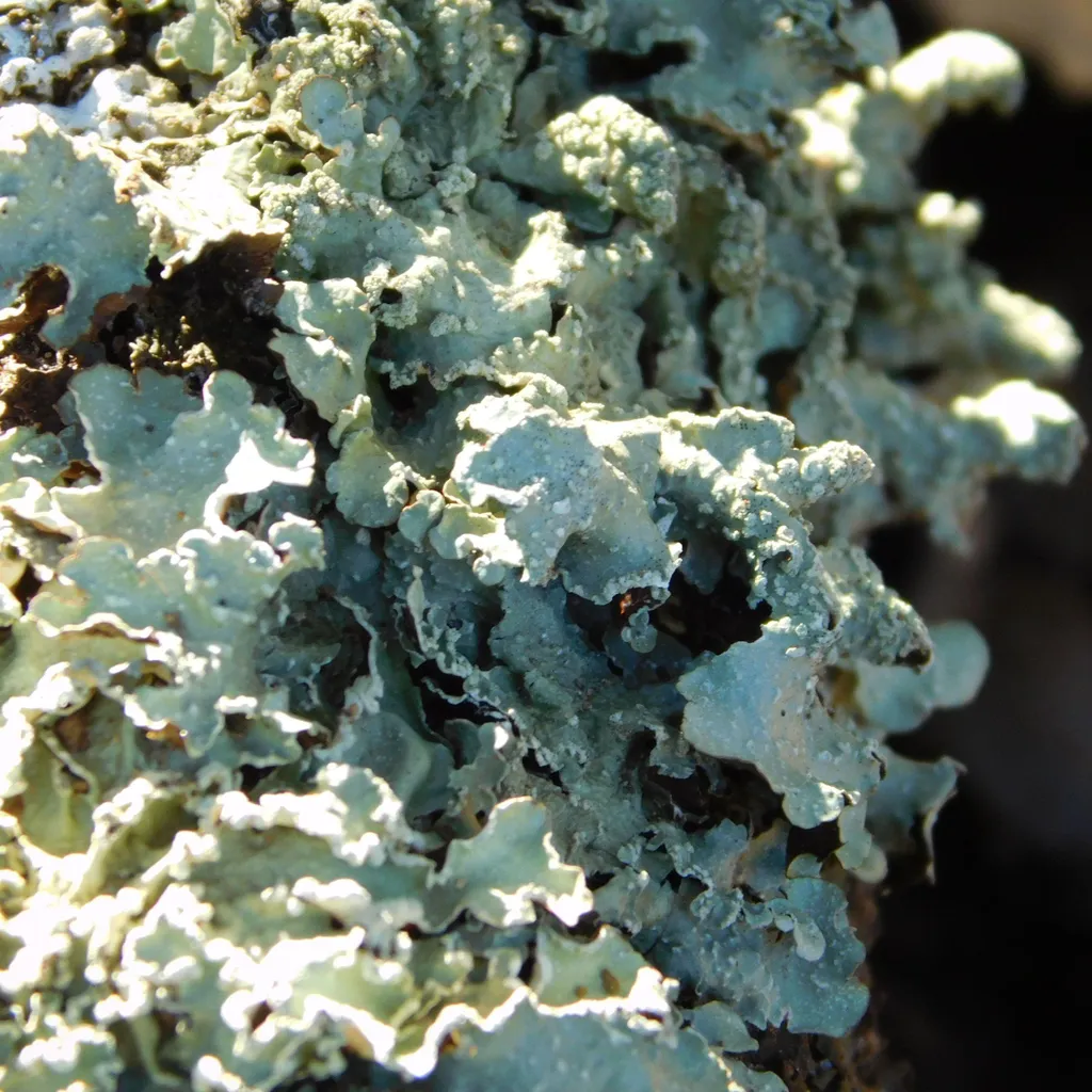 Lichen Noir 100g - Solution Naturelle pour Décor et Cuisine Authentique