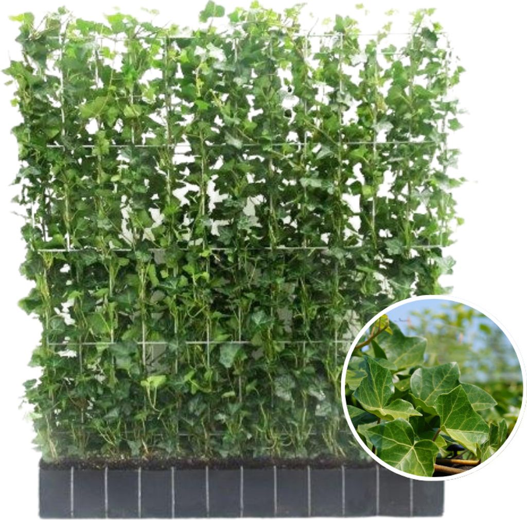 Hedera Hibernica Fertighecke – Efeu-Hecke – Höhe ca. 120cm – Immergrüne Sichtschutzpflanze – Sofortige Privatsphäre für Garten, Terrass...