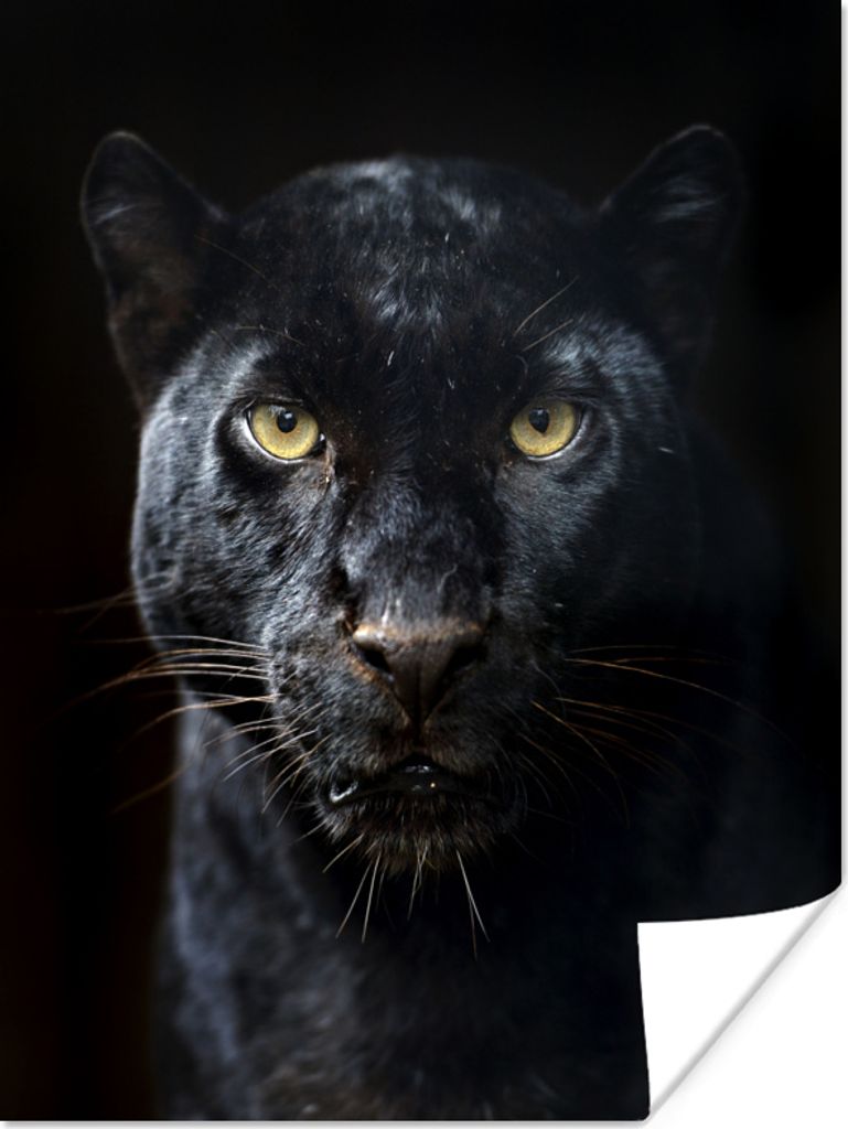 MuchoWow Poster Panther - Schwarz - Gelb 90x120 cm - Wohnzimmer
