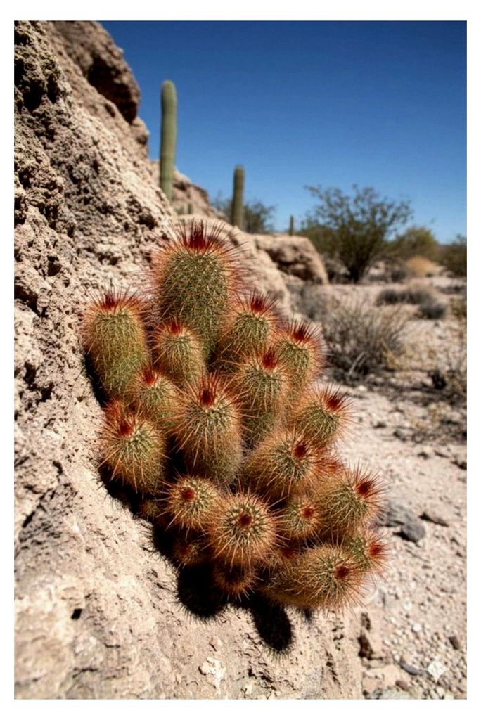 Mammillaria spinosissima, Red Head Kaktus, Kakteen, Sukkulenten, 11er Topf, K 18