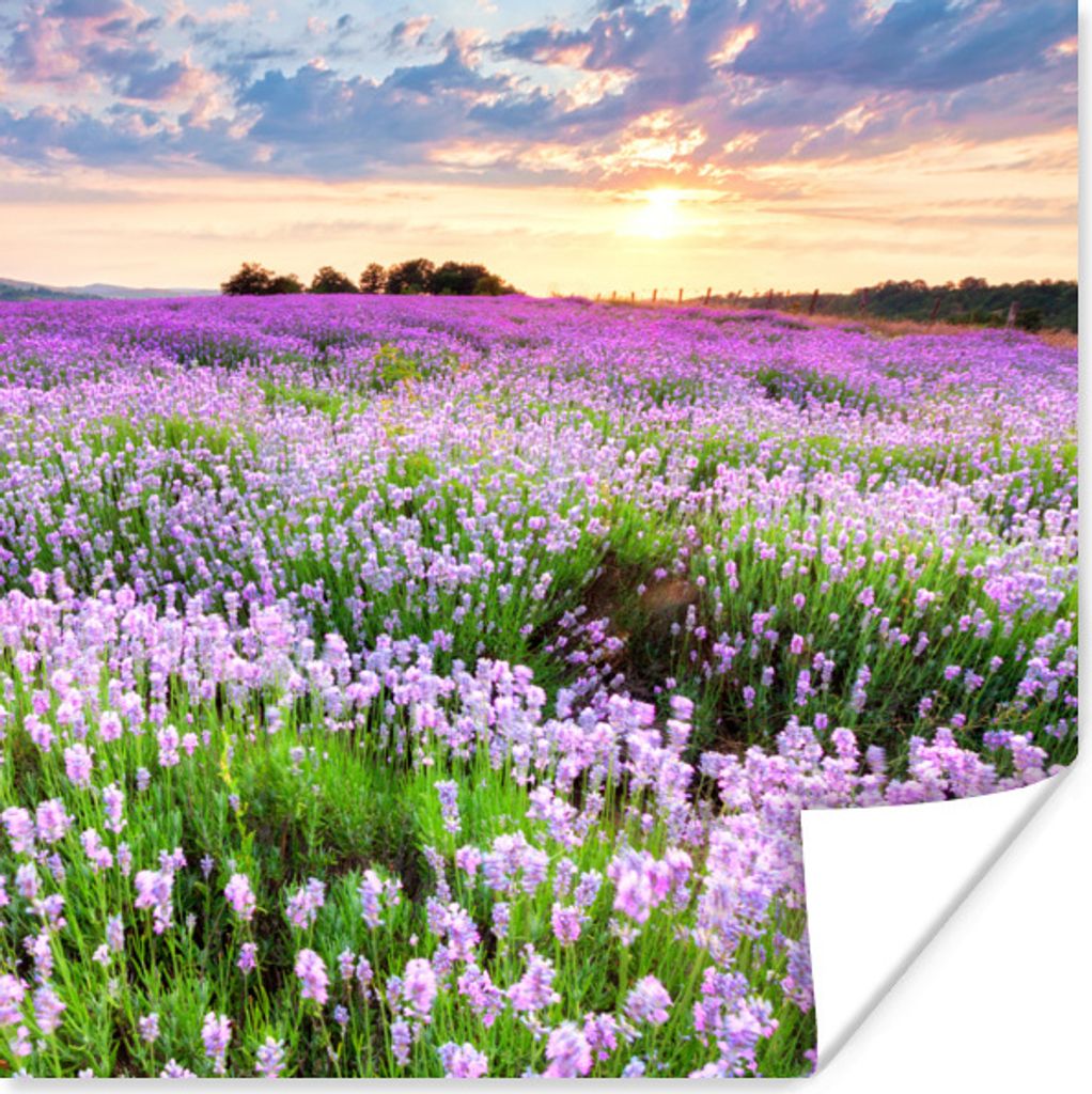 MuchoWow Poster Lavendel - Blumen - Sonnenuntergang - Lila - Wiese 100x100 cm - Babyzimmer