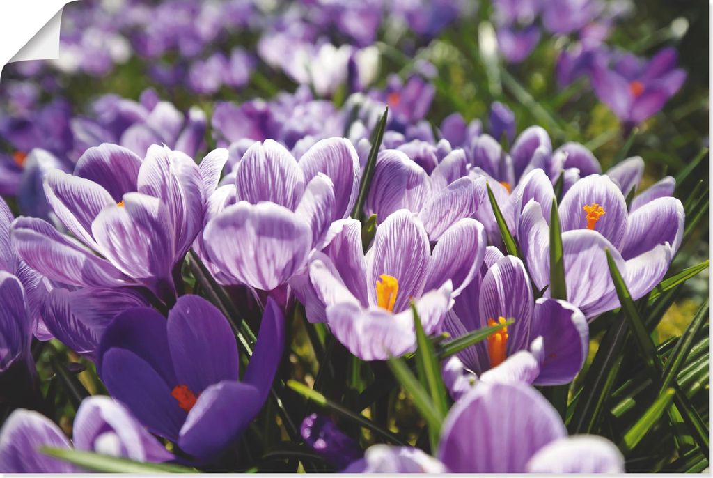ARTland Poster Krokusblumenwiese Größe: 120x80 cm