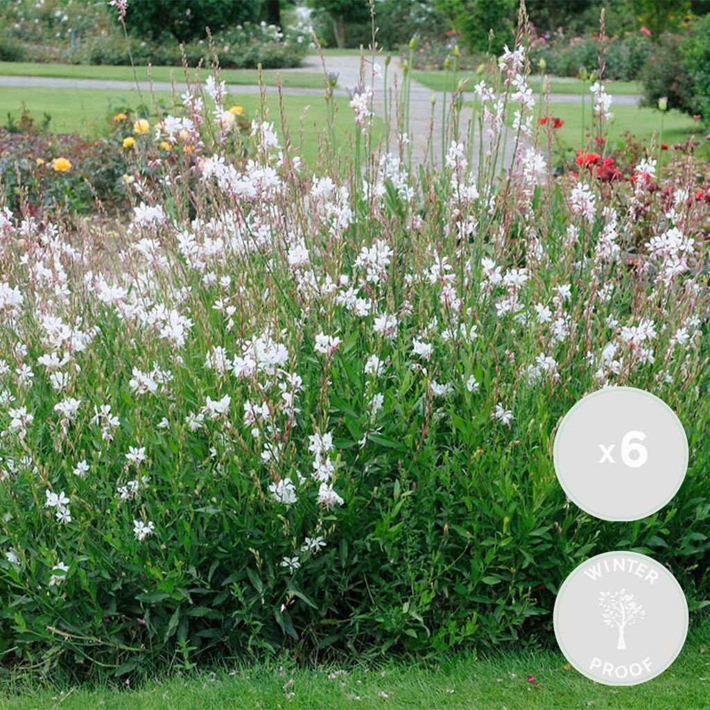 Bloomique - Lot de 6 - Gaura Lindheimeri - Gaura - Plantes Image du produit 