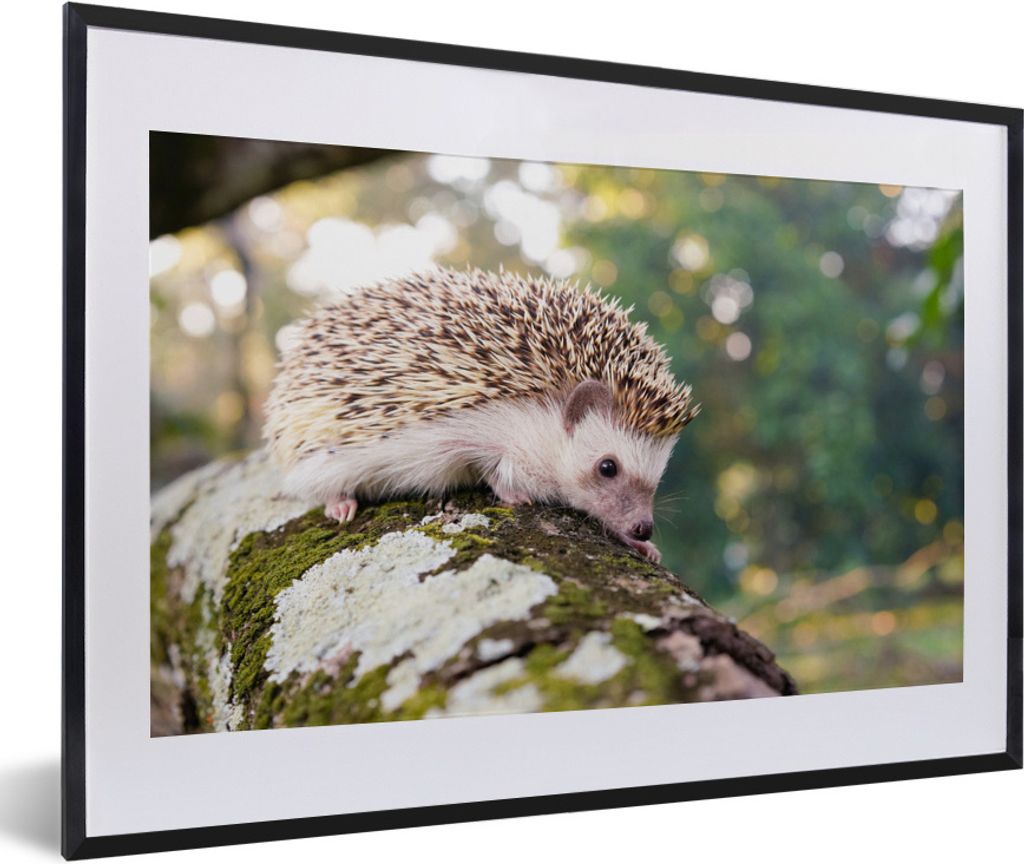 MuchoWow Gerahmtes Poster Schleichender Igel auf einem Ast 60x40 cm - Poster mit Schwarzem Bilderrahmen Wandposter Rahmen Foto Bilder - Schlafzim...