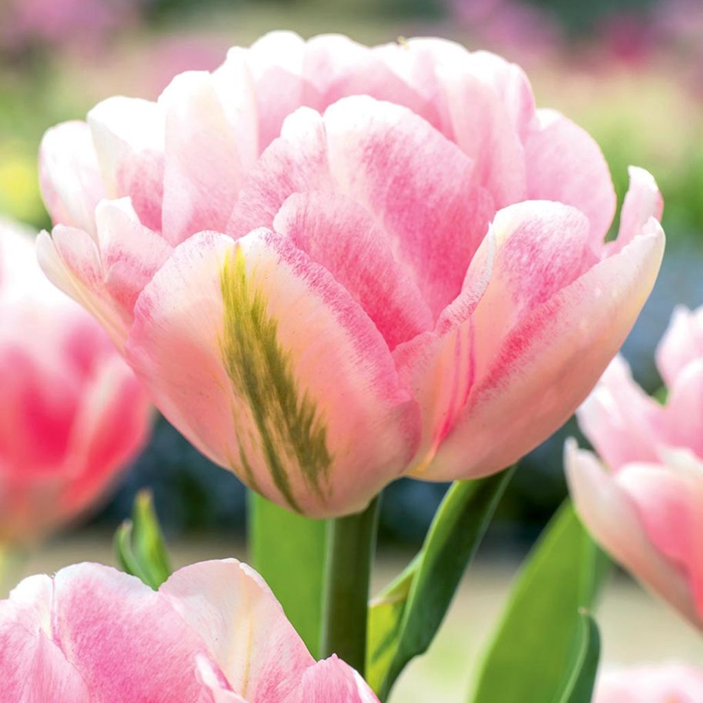 Tulipány Cibuľky Cibuľky Kvety Dvojitý tulipán Foxtrot 5 Obrázok produktu 