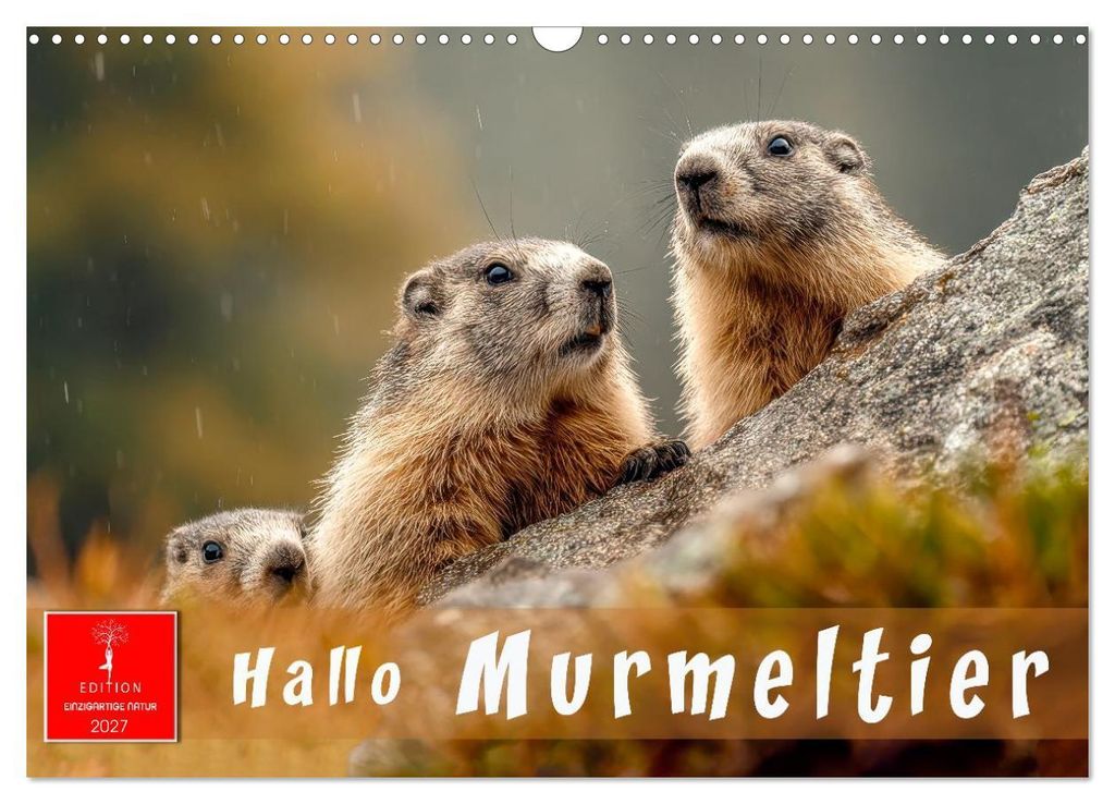 Hallo Murmeltier (Wandkalender 2027 DIN A3 quer), CALVENDO Monatskalender