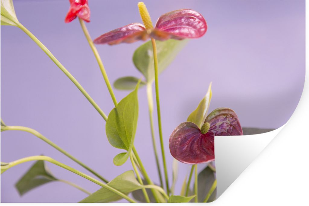 MuchoWow - Wierderverwendbar - Selbstklebend