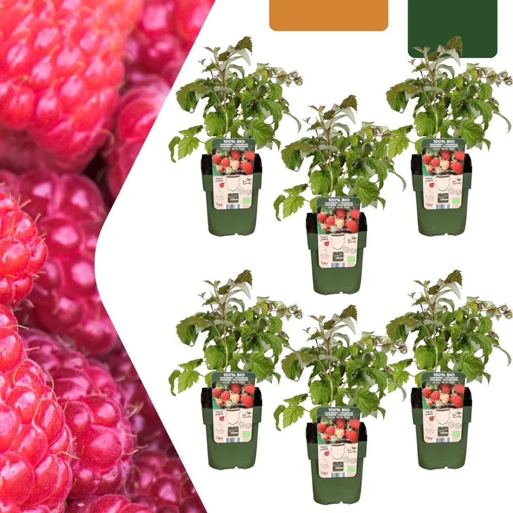 6 Piante di Lampone Biologico Rubus idaeus Ø13cm | Acquista Online