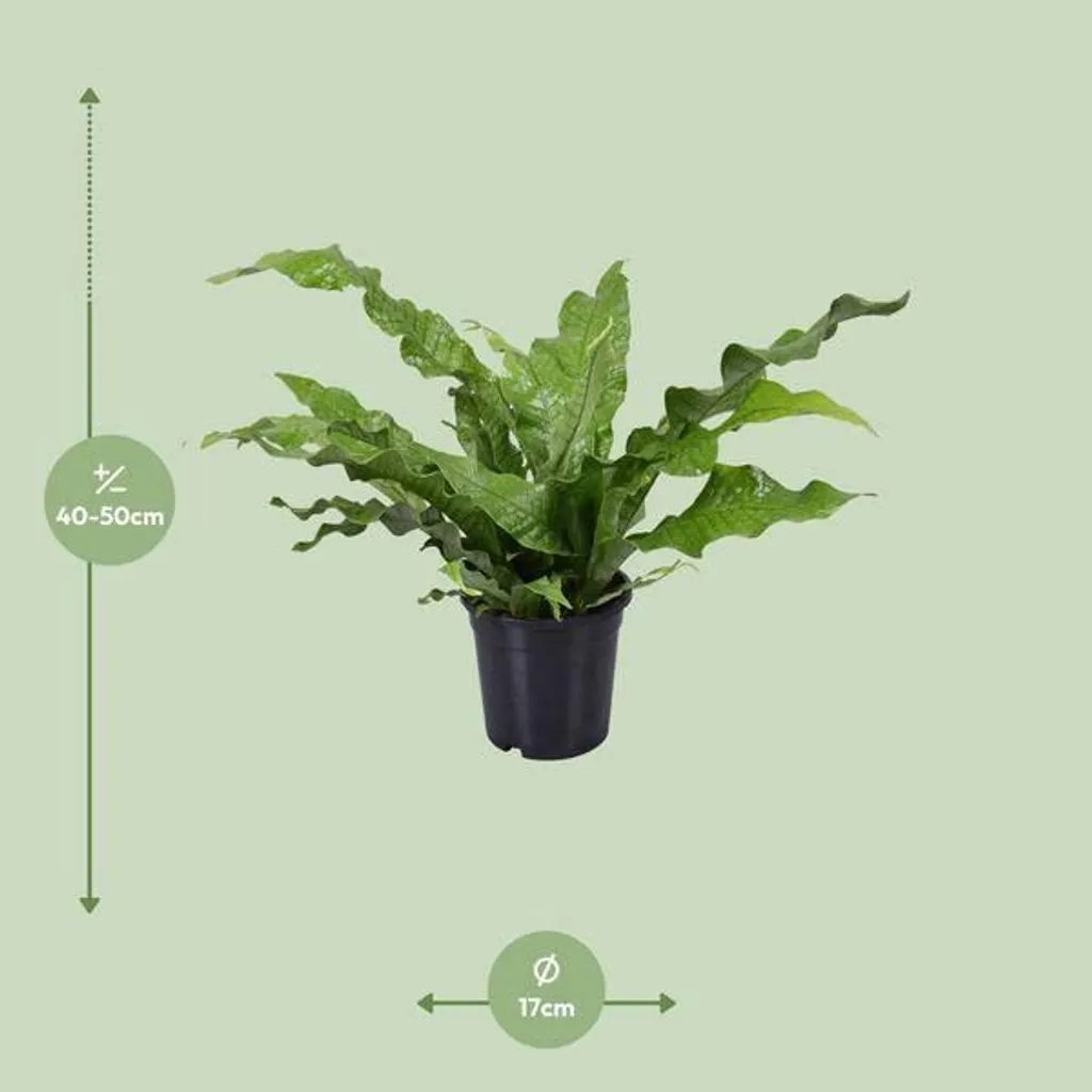 Fougère kangourou Microsorum diversifolium Ø17cm plante d'intérieur