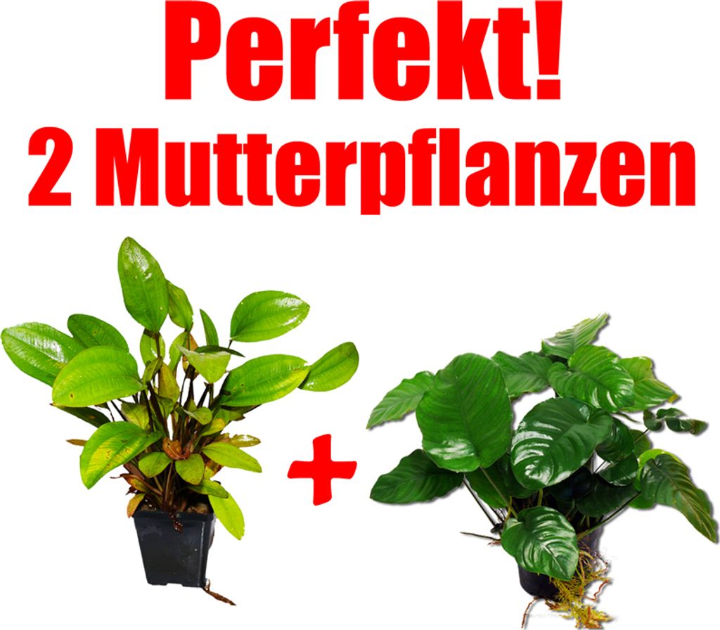 2 Mutterpflanzen: Anubias + Schwertpflanze, perfekt f. Barsch-Aquarien