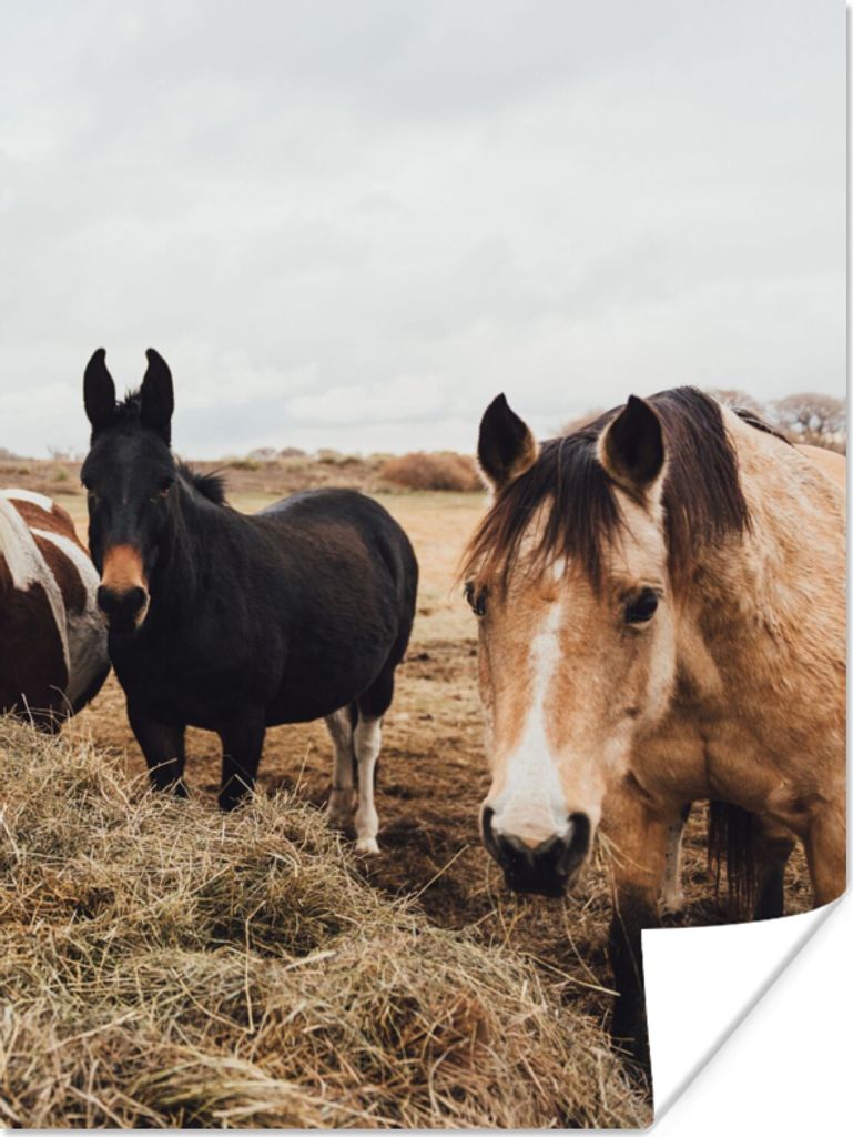 MuchoWow Poster Tiere - Pferd 120x160 cm - Wandbilder