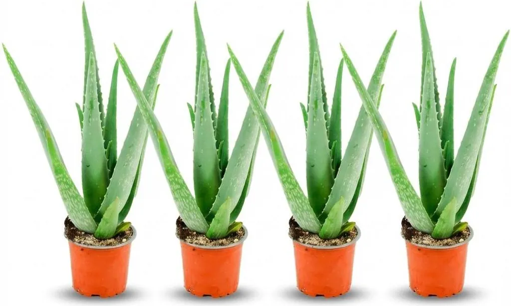 Plante verte Aloe Vera médicinale lot de 4 succulentes pour salon et bureau