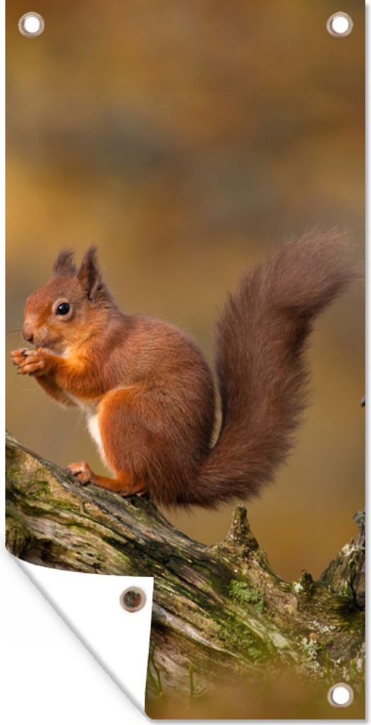 MuchoWow 30x60 cm Outdoor-Poster Gartendeko Sichtschutz Garten Poster für den Garten Eichhörnchen - Baumstamm - Wald