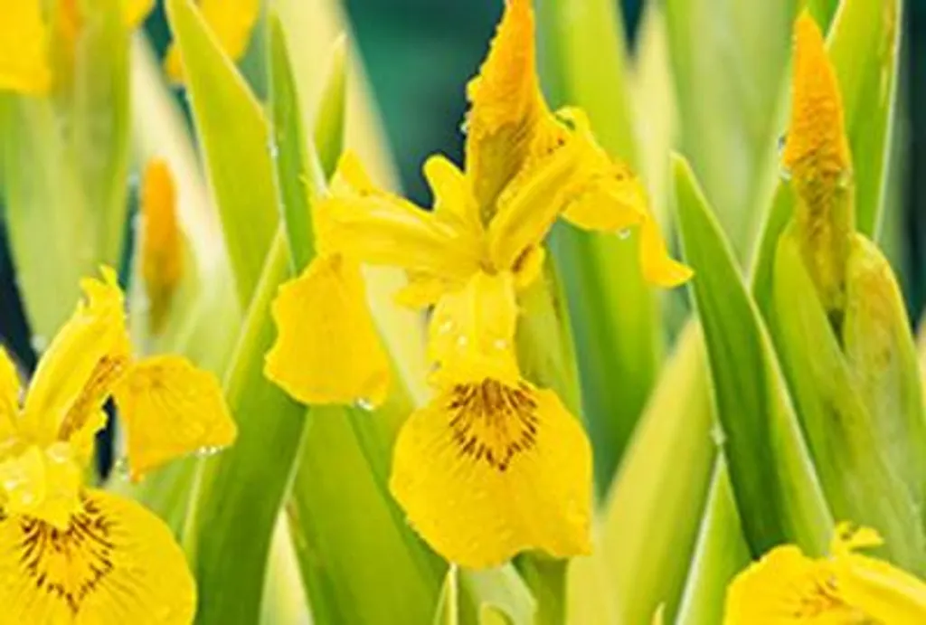 Aménager un jardin aquatique avec 6 Iris des marais à feuilles jaunes - 2