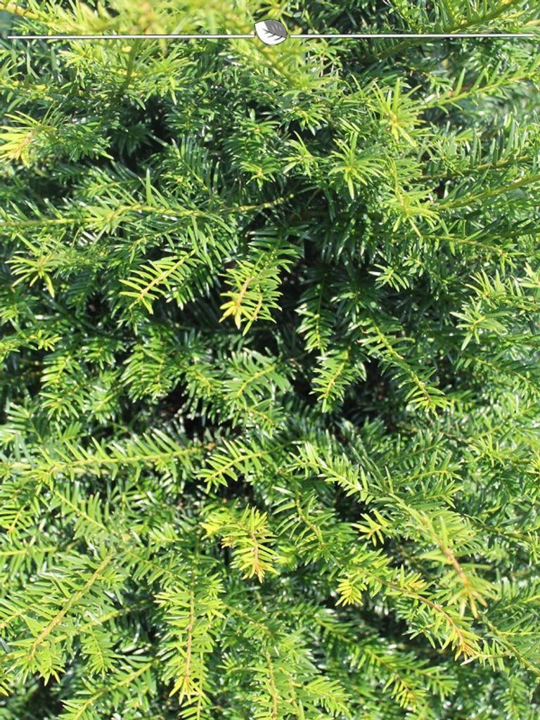 Gemeine Eibe Taxus baccata 180200 cm im Kaufland.de