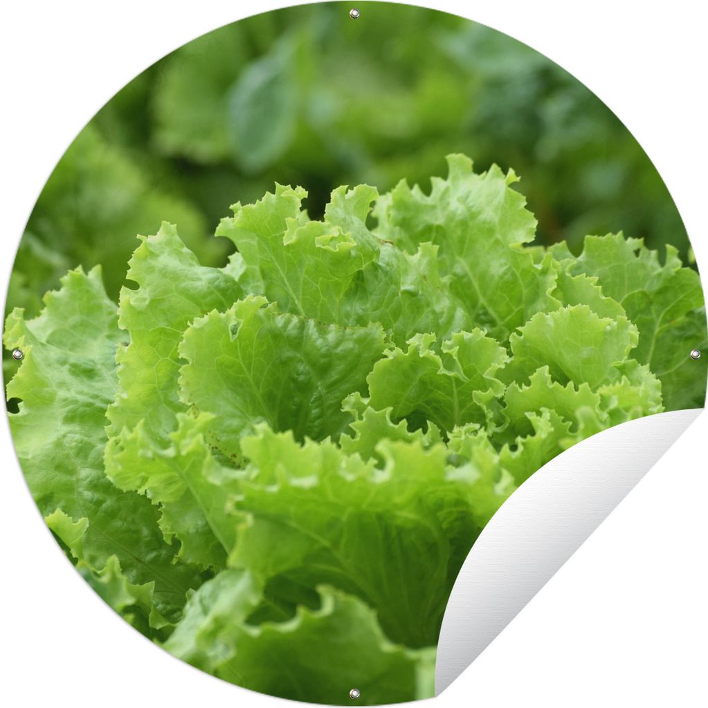 MuchoWow Gartenposter Outdoor-Poster Rund Nahaufnahme eines Salatkopfes Ø 150 cm Gartendeko Rundes Poster draußen