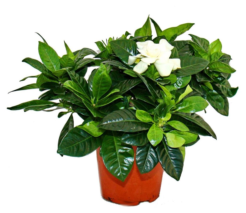 Gardenie - Duftende Blütenpflanze mit creme-weiß farbenen Produktbild 