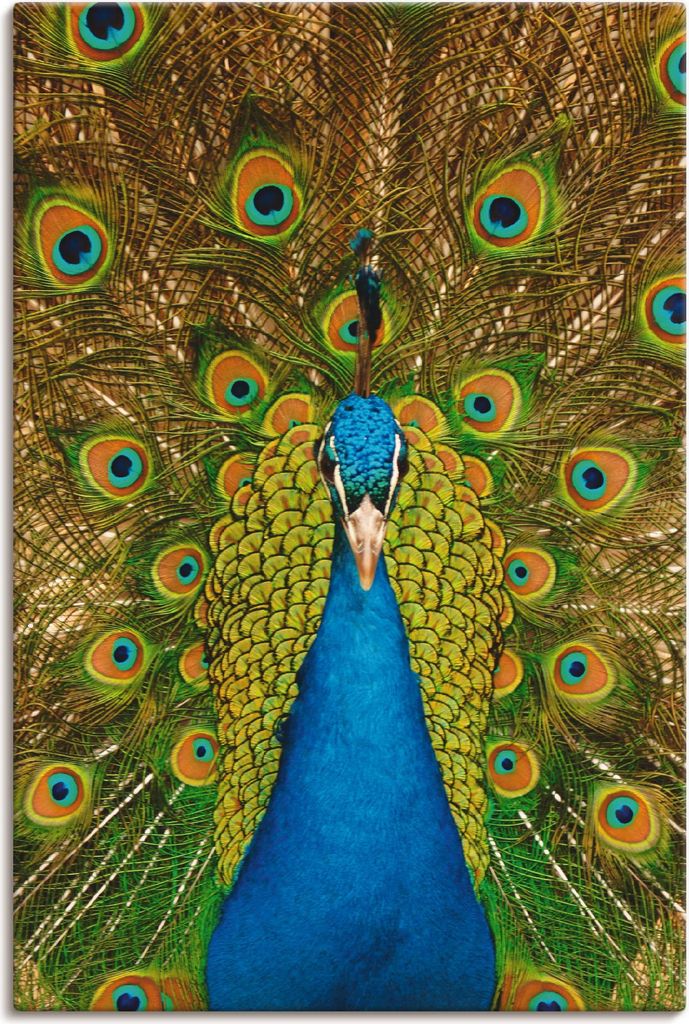 ARTland Leinwandbild Stolzer Pfau Größe: 40x60 cm