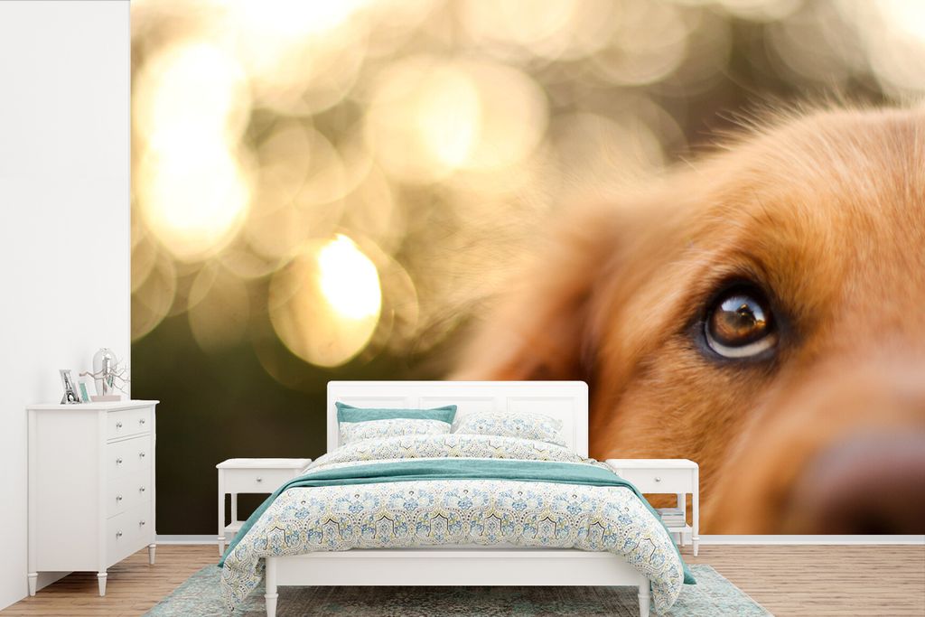 MuchoWow Fototapete für Wohnzimmer oder Schlafzimmer Wandtapete Vinyl Motivtapete Das Glitzern im Auge des Golden Retrievers - 450x300 cm - Gemu...