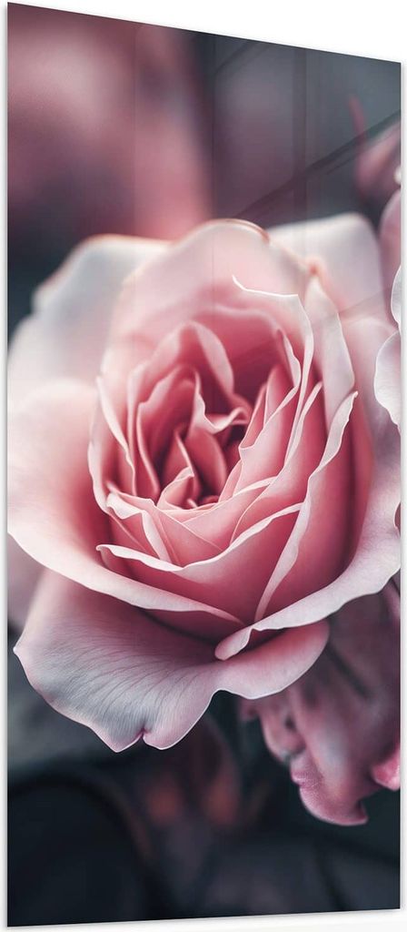 Glasbild 55x110cm in XXL für Wohnzimmer, Schlafzimmer Motiv Rosenblüten Duo