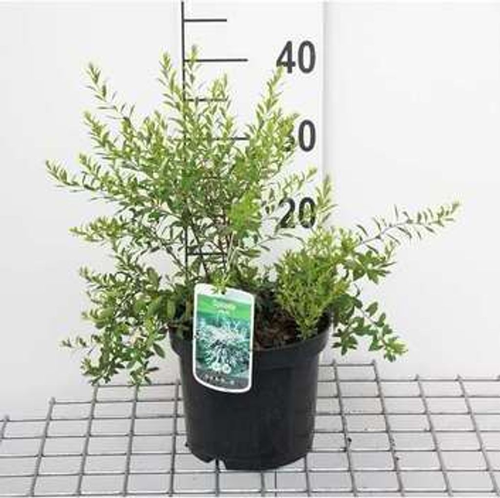 Spiraea arguta - Brautspiere 40- 60 cm - Container