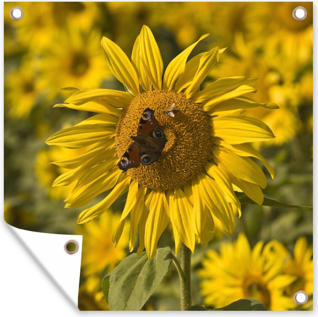 MuchoWow 50x50 cm Outdoor-Poster Gartendeko Sichtschutz Garten Poster für den Garten Tagpfauenauge Schmetterling auf einer Sonnenblume