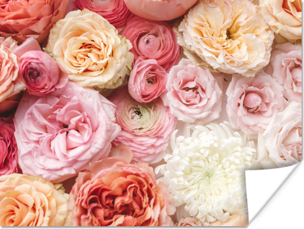 MuchoWow Poster Blumen - Rosen - Rosa 80x60 cm - Kunst für zu Hause