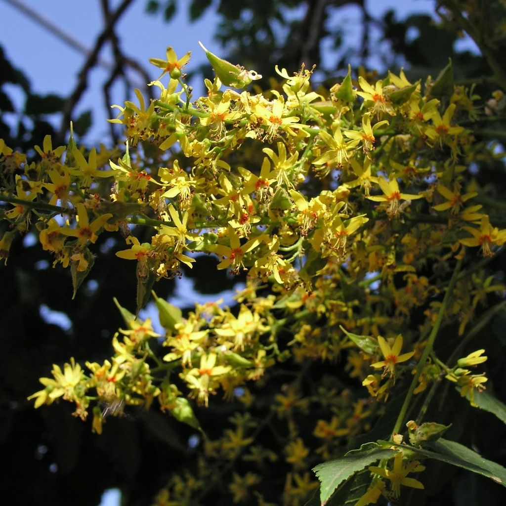 Koelreuteria paniculata  - 20 semi Immagine del prodotto 