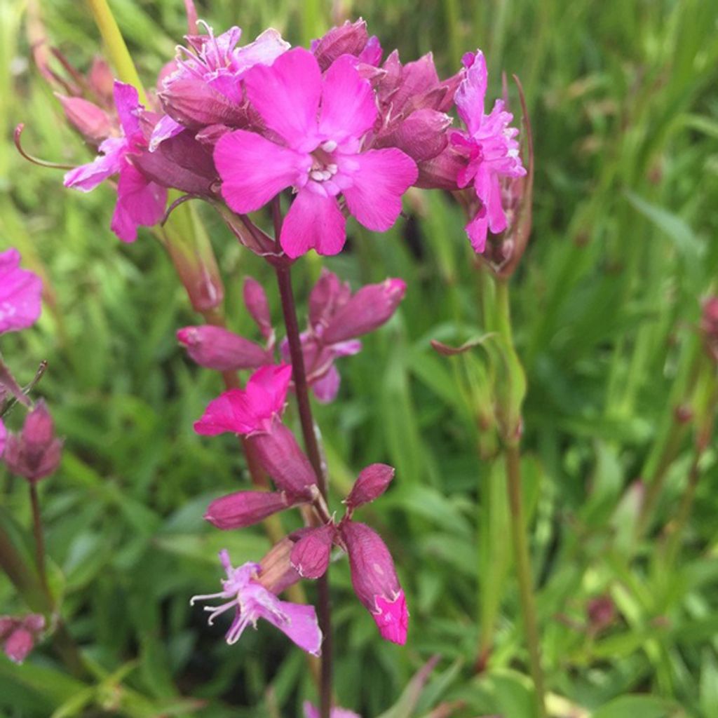 6 x Garten-Pechnelke  - Lychnis viscaria 'Splendens'  | Produktbild 