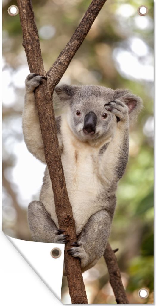 MuchoWow 80x160 cm Outdoor-Poster Gartendeko Sichtschutz Garten Poster für den Garten Koala - Äste - Tier - Kinder - Jungen - Mädchen