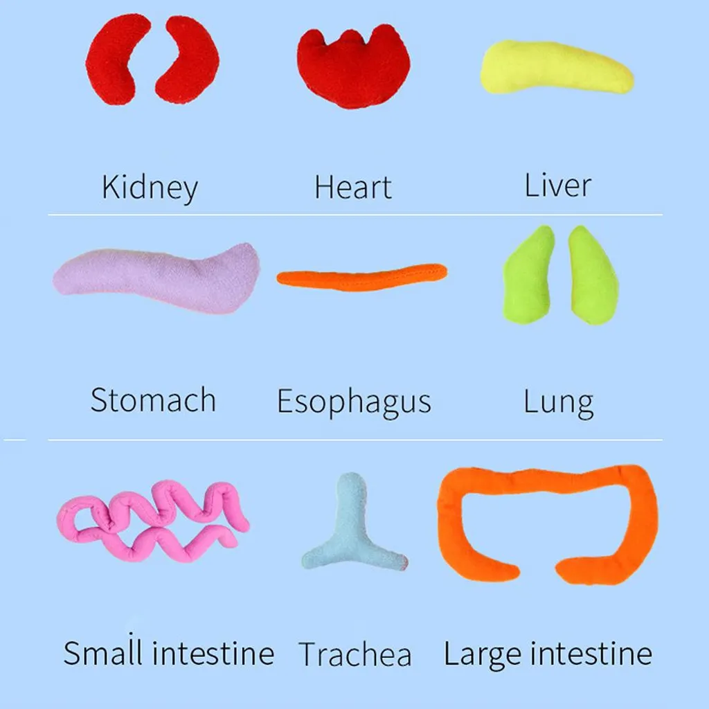 Modello Anatomico 3D Peluche Educativo Organi Umani per Bambini