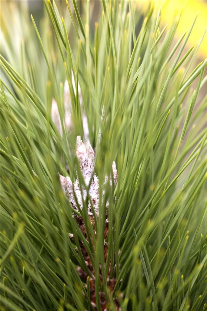 Pinus nigra 'Green Tower', Schwarz-Kiefer, 40–50 cm
