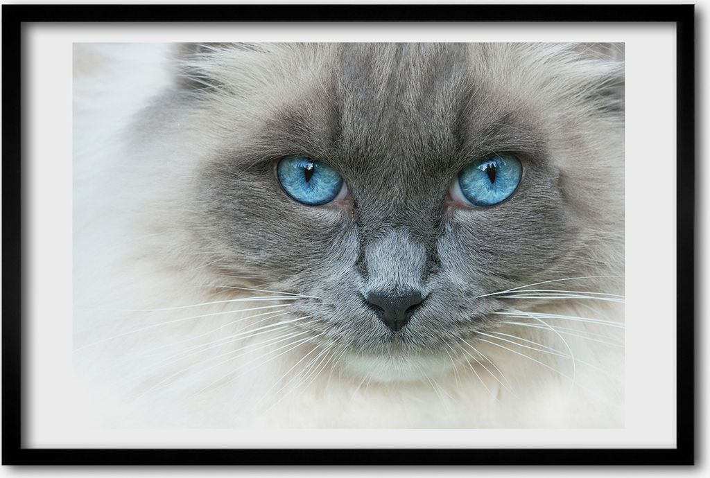 Bild 60x40 MDF-Rahmen, Wandkunst Cat blaue Augen