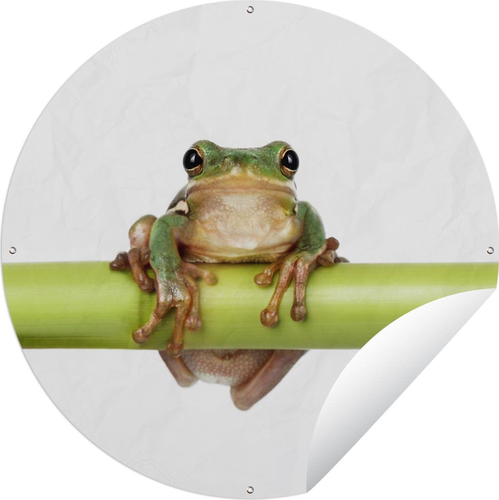 MuchoWow Gartenposter Outdoor-Poster Rund Frosch - Bambus - Weiß Ø 90 cm Gartendeko Rundes Poster draußen