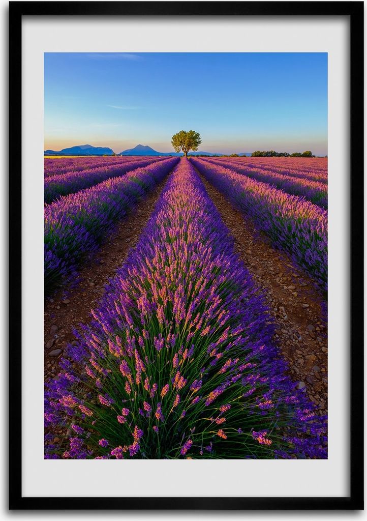 Bild - Bilderrahmen - 50 cm x 70 cm - MDF - Rahmen - Wandkunst Lavendelfeld