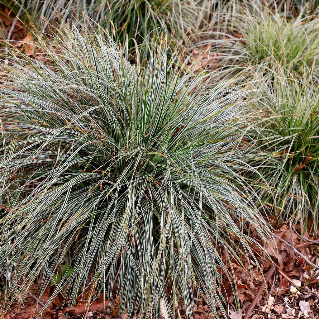 Graminée persistante Carex Everest - Plante décorative pour extérieur