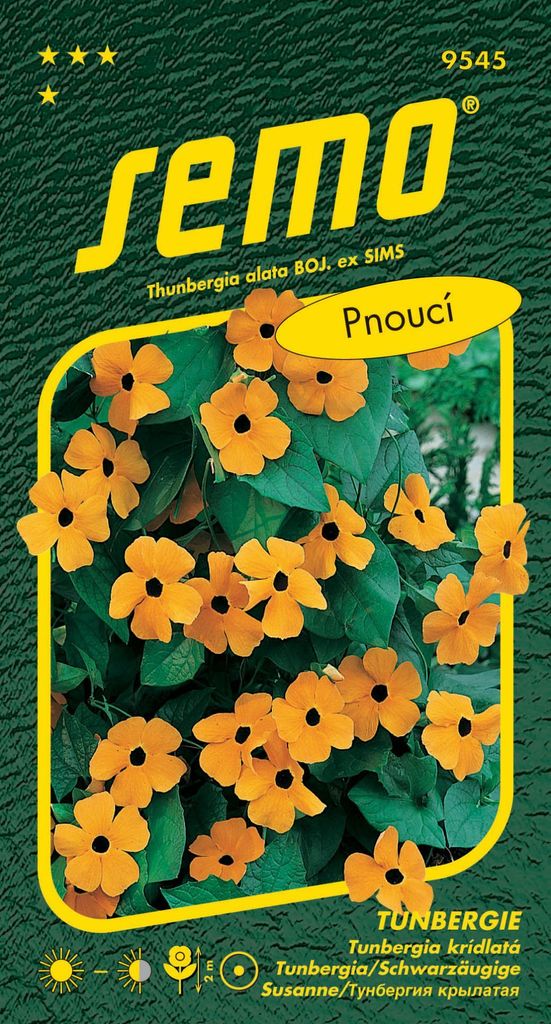 Samen der Schwarzäugigen Susanna (Tunbergia) - orange mit Augensprung 1g