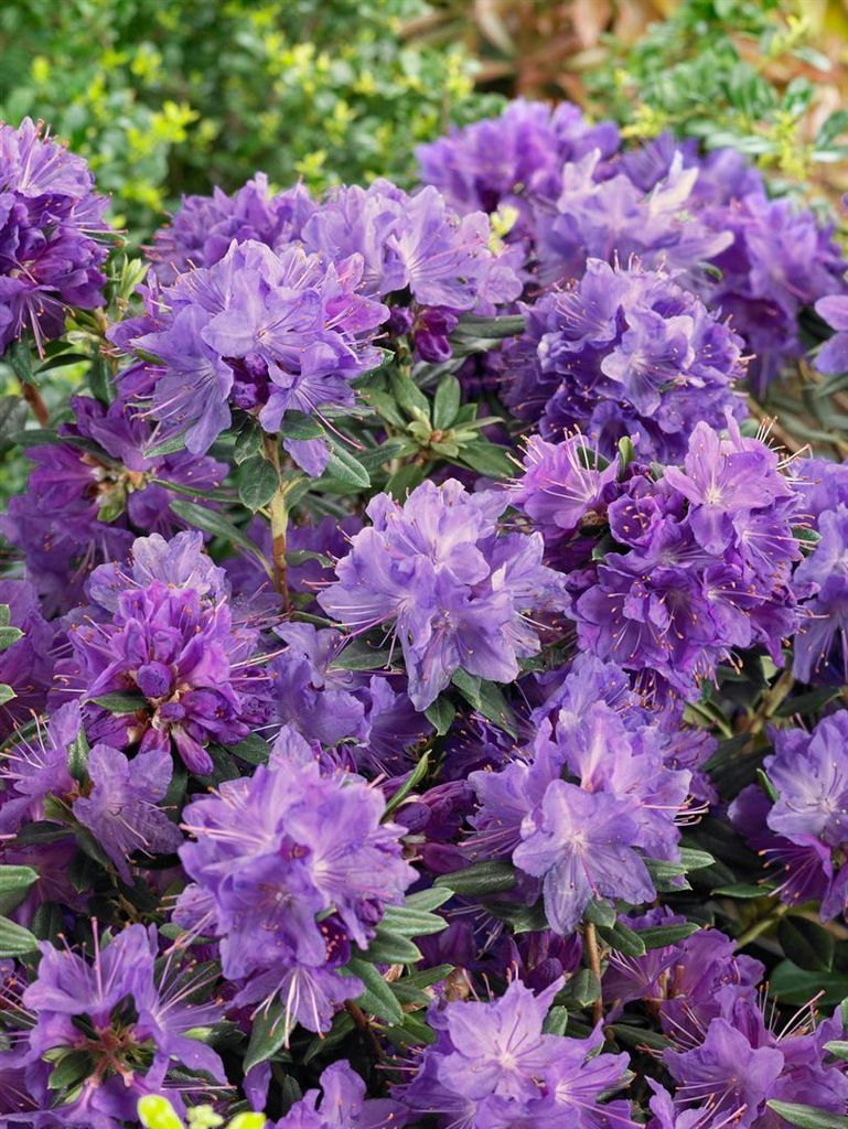 Rhododendron russatum 'Gletschernacht', dunkelviolett, 30–40 cm