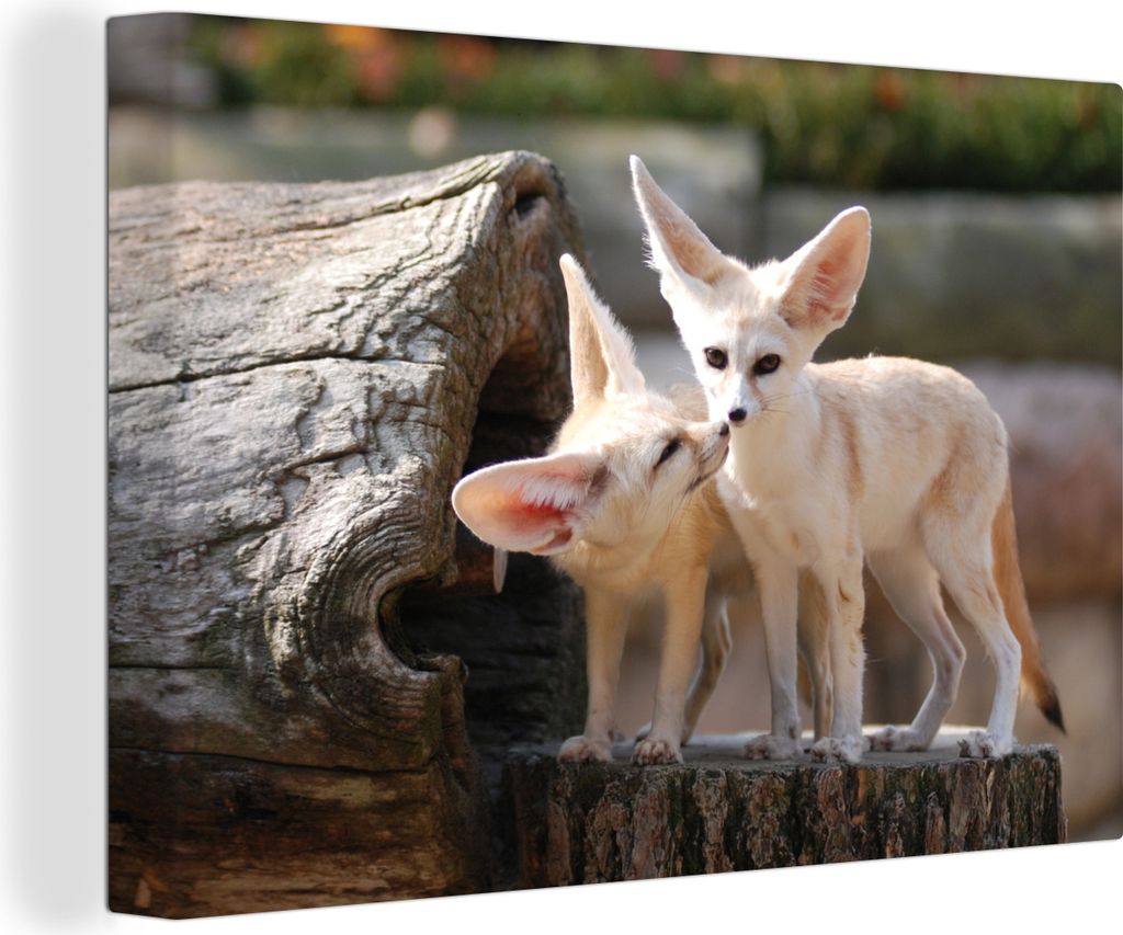 OneMillionCanvasses - Leinwandbilder - 140x90 cm, Füchse - Baumstamm - Natur, Wandbilder Kunstdruck Wanddekoration - Foto auf Leinwand - Gemäld...