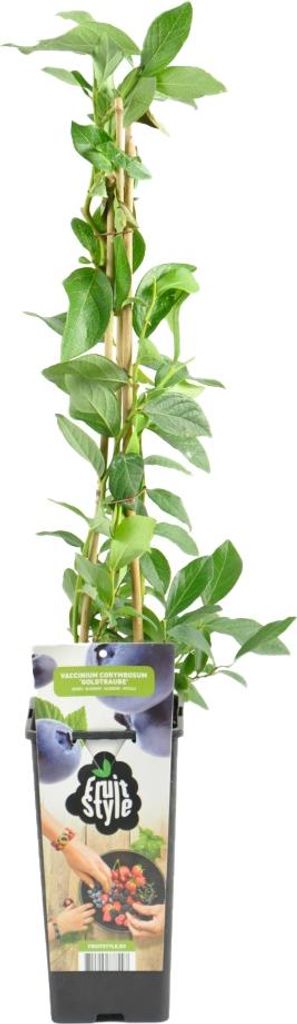 Bloomique - Vaccinium Corymbosum 'Goldtraube' - Blaubeerpflanze - Obstpflanzen - Gartenpflanzen - Winterhart - 14 cm - Höhe 60-70 cm