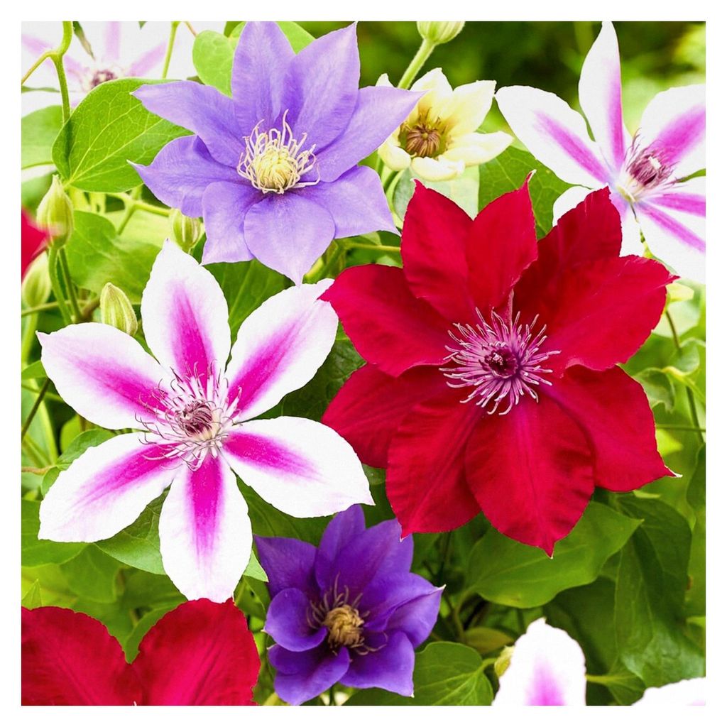 4x Winterharte Kletterpflanzen Mix - Clematis Mehrjährig im 9cm Topf - Balkon Pflanzen Kollektion - 20-30cm Höhe